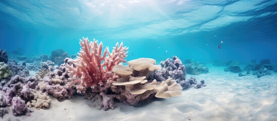 Image of coral on the sandy ocean floor. Creative banner. Copyspace image