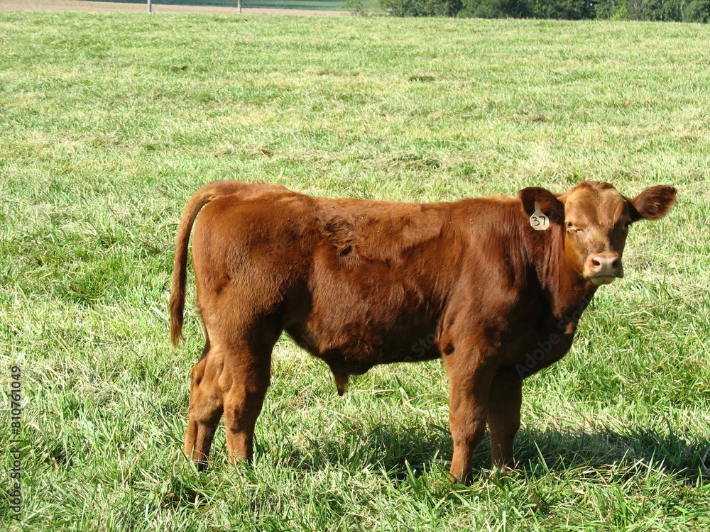 Poster Of cows grazing in a vast green field during the daytime