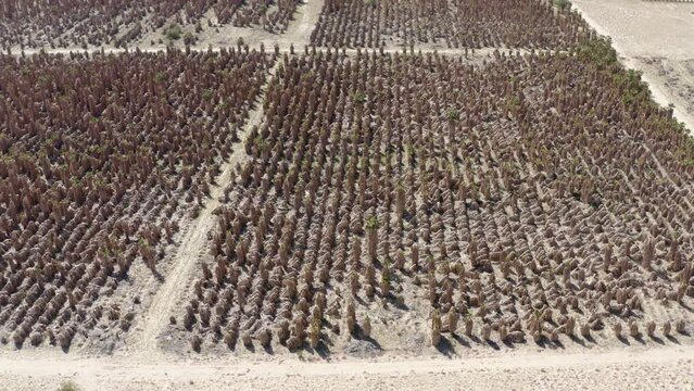 Aerial image captures a vast Palm Farm in California's arid zone, illustrating the stark contrast between lush vegetation and the dry, desert landscape.