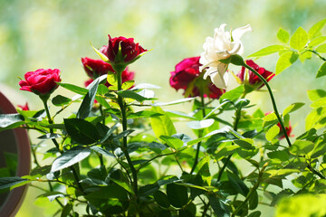 Beautiful red roses and one white near window, closeup