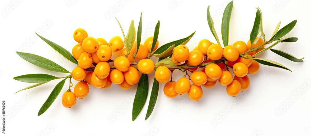 Poster Copy space image of a fresh ripe sea buckthorn berry with leaves isolated on a white background The top view perspective enhances the flat lay pattern