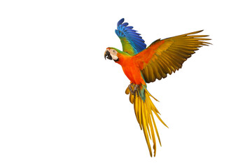 Colorful flying Catalina Macaw parrot isolated on transparent background png file