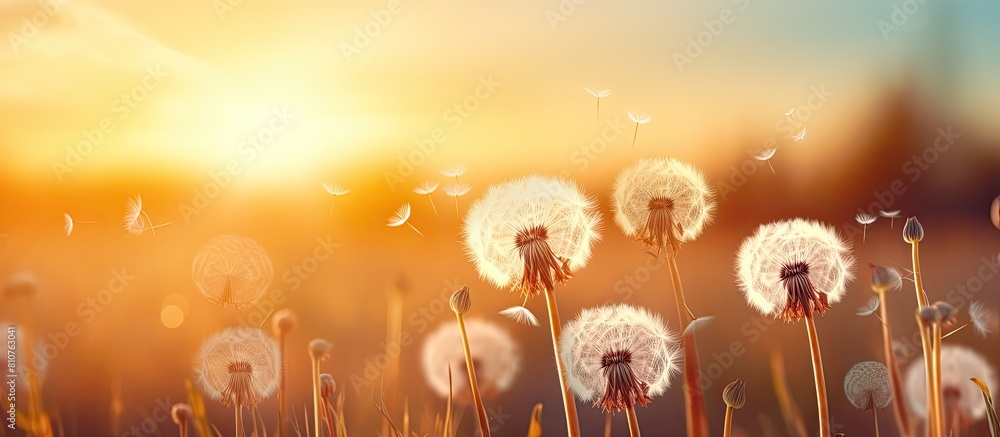 Leinwandbilder copy space image of boho style atmospheric floral background featuring a close up view of white air 
