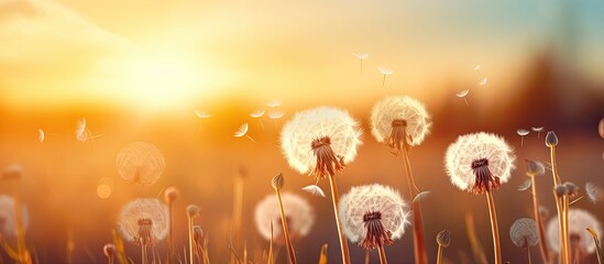 Copy space image of boho style atmospheric floral background featuring a close up view of white air dandelions illuminated by the rays of the setting sun creating a stunning display