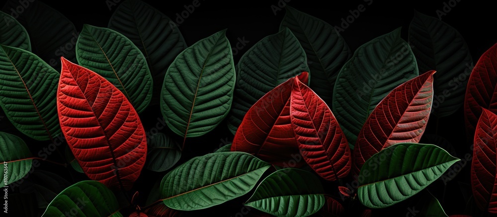 Poster Green leaves with red veins depicting the onset of autumn set against a black patterned backdrop creating a visually captivating copy space image