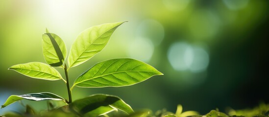A closeup view of a green leaf in a summertime garden bathed in sunlight with ample empty space around it for additional visuals
