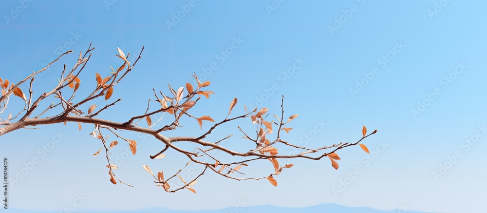 Poster a picturesque brown tree branch with a single leaflet hangs against a backdrop of a serene blue sky 