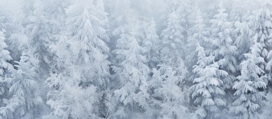 Snow covered Christmas tree branches with a textured appearance in the snow The image serves as a background with ample copy space