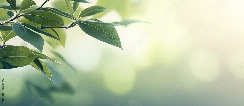 Leinwandbilder copy space image with abstract leaves and blurred shadow background adds a touch of nature to any de