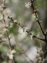 BUTTERFLY SITTING ON A FLOWERING BRANCH