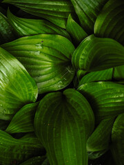 Fototapeta premium GREEN LEAVES