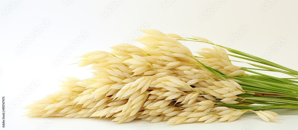 Poster a copy space image featuring a collection of paddy jasmine rice ears set against a white background