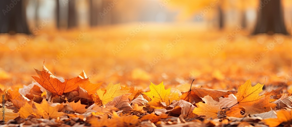 Poster the ground is covered with a vibrant carpet of fallen maple leaves in shades of orange and yellow cr