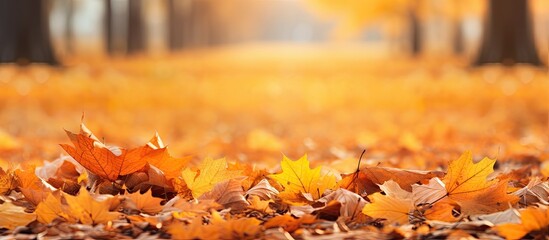 The ground is covered with a vibrant carpet of fallen maple leaves in shades of orange and yellow...