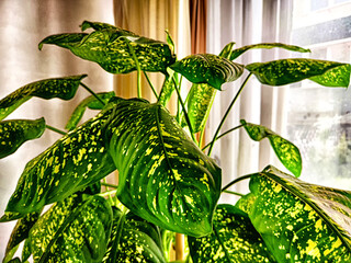 Dieffenbachia plant in a pot by the window with curtains. Interior in light colors. Background with a plant with green leaves and fabric