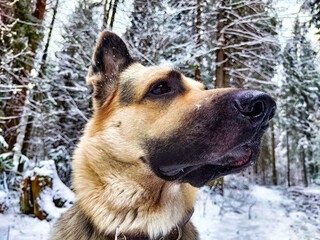 Dog German Shepherd in a winter day and white snow around. Waiting eastern European dog veo and...