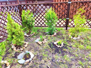 Small thuja Smaragd trees at the lattice fence in spring. Springtime Growth of Small Thuja Smaragd...