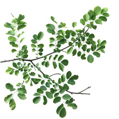 Obraz premium Elm Tree Branch, Generative AI