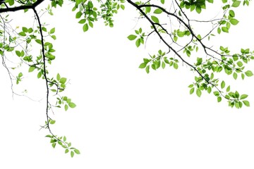 Vector clipart of a green leaf on a transparent background, featuring fresh summer foliage with high-resolution detail, ideal for environmental logos or design overlays.