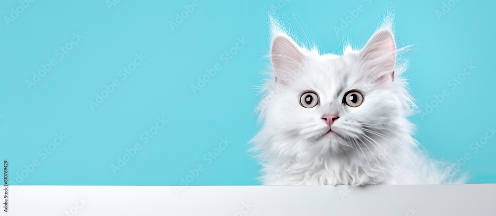 Aufkleber a cute laperm kitten with frizzy fur stands in a white image frame looking directly at the camera it