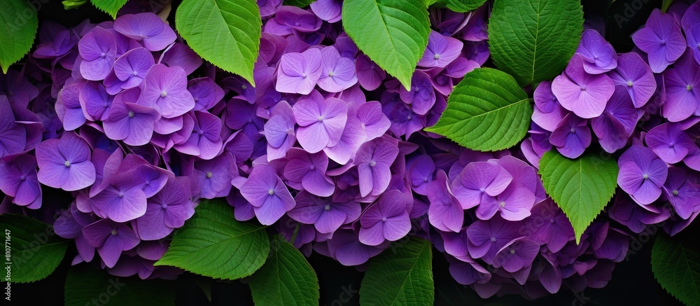 Poster a captivating copy space image featuring a panoramic view of vibrant purple hydrangea flowers set ag