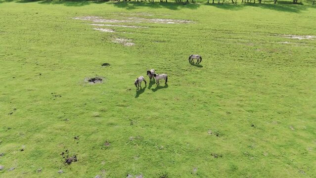 Wild Horses and Auroxen Cows in Field in National Park in Latvia of the Lake Pape. Wild Konik Polski Horses and Cows Grazing on Meadow Sunny Day.
