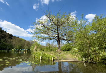lake in the forest in the vogtland,saxony germany
