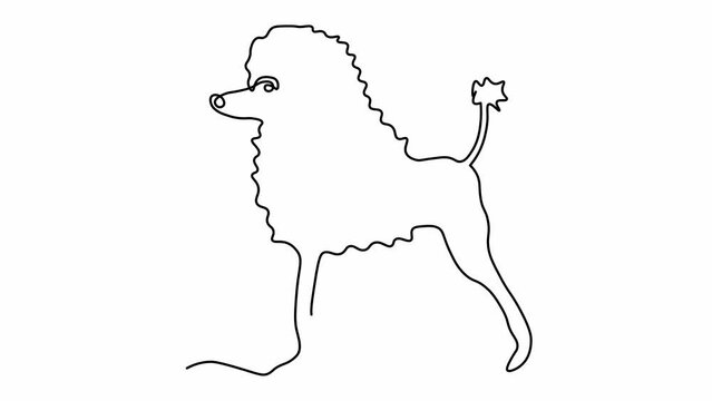 Self drawing animation one continuous line draw, logo,abstract Dog Poodle