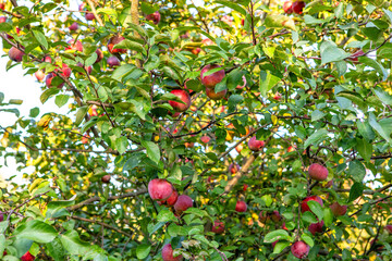 A tree full of ripe apples