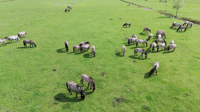 Wild Horses and Auroxen Cows Running in the Field of Pape National Park, Latvia. Aerial View of Wild Konik Polski Horses and Cows Grazing on Meadow Sunny Day.