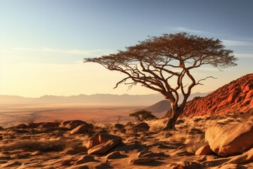 Namibia landscape. Serene Desert Landscape at Sunrise with Majestic Camel Thorn Tree.
