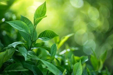 Vibrant green leaves in nature