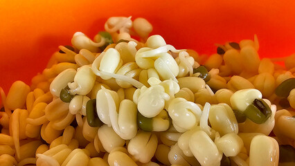 Close-up of sprouted beans showcasing their detailed texture, set against a vibrant orange background
