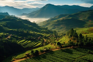 Uganda landscape. Majestic Sunrise Over Misty Mountain Tea Plantations.