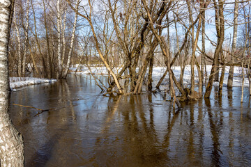 A flooded forest scene with bare birch trees and patches of snow, reflecting in the water. Sunlight...