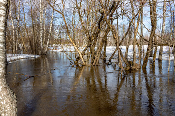 Obraz premium A flooded forest scene with bare birch trees and patches of snow, reflecting in the water. Sunlight illuminates the leafless branches and the waterlogged ground