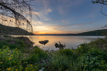 A tranquil lake scene at sunset with a tree bearing dead branches and a bed of yellow wildflowers...