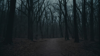 path in the woods with no leaves on it