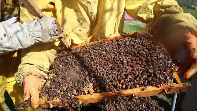 Close-up of beekeeper cleaning and brushing the honeycomb full of bees, Central Italy