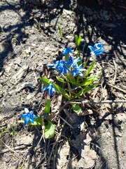 Gentle scillas, wonderful spring picture, blue flowers