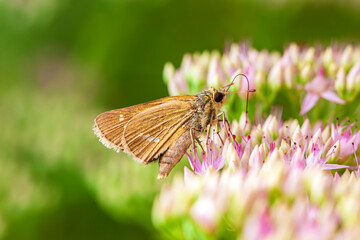Rice skipper butterfly, A butterfly is on the flower