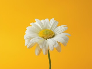 Bright white daisy flower against vibrant yellow background