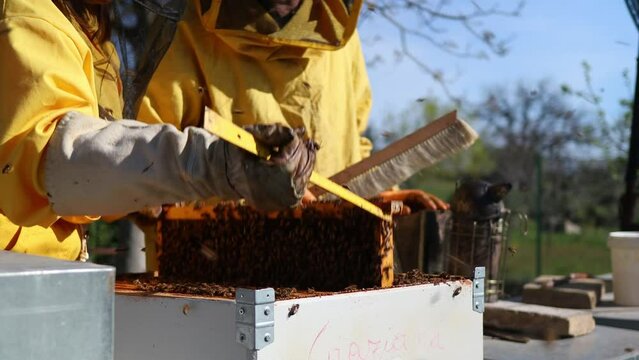 An elderly beekeeper couple cleaning and maintaining bee hive bee colonies