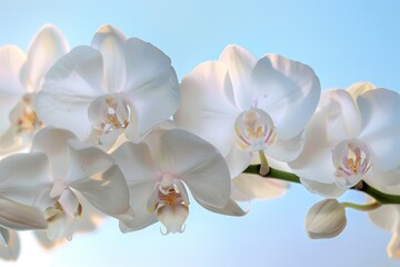 Elegant white orchid flowers in bloom