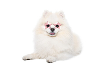 Cute Pomeranian Spitz dog wearing pink sunglasses lying isolated on white background