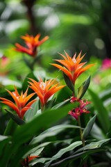 Vibrant tropical flowers in a lush green environment