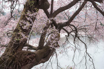 山と桜