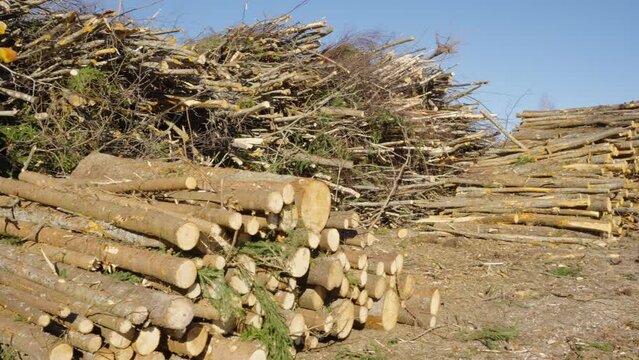 Fallen timber harvest logs of consistent size and girth stacked in large pile