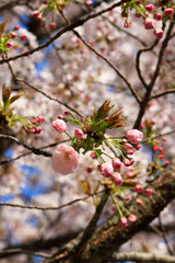 개화중인 겹벚꽃