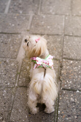 Cute small dog spotted on a walk, featuring a fashionable pink bow and a colorful harness. Perfect...